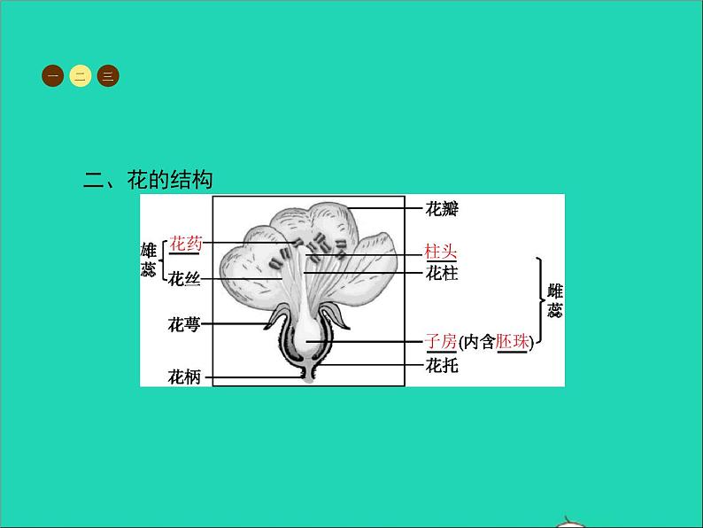 植物的开花和结果PPT课件免费下载03