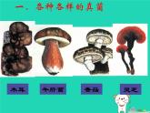 （鲁科版五四制）七年级生物下册6.1.3真菌课件