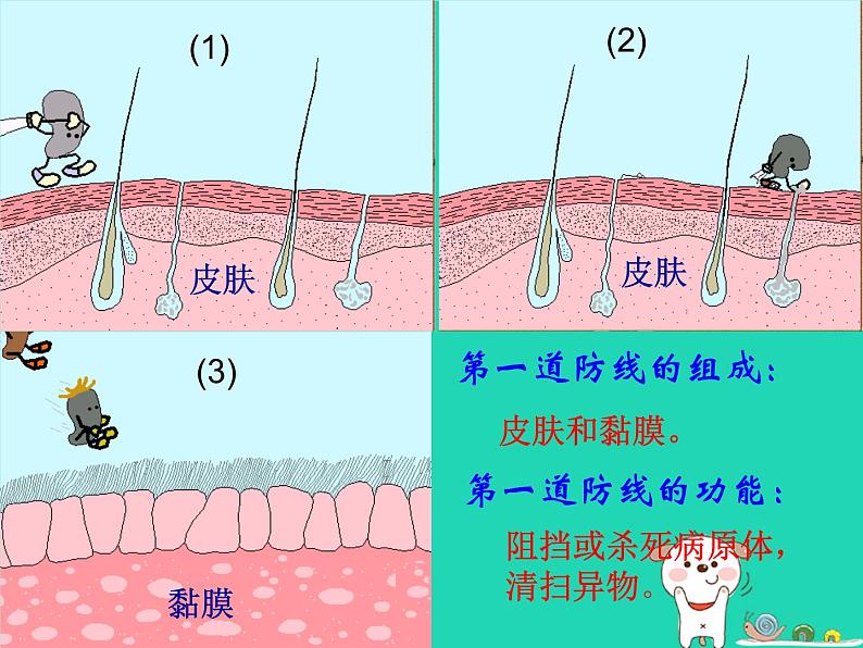 （鲁科版五四制）七年级生物下册5.1.2免疫和计划免疫课件04