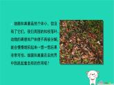 （新人教版）八年级生物上册5.4.4细菌和真菌在自然界中的作用课件