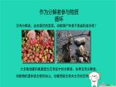 （新人教版）八年级生物上册5.4.4细菌和真菌在自然界中的作用课件