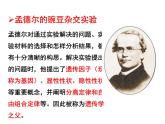 （新人教版）八年级生物下册7.2.3基因的显性和隐性教学课件