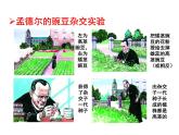 （新人教版）八年级生物下册7.2.3基因的显性和隐性教学课件