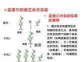 （新人教版）八年级生物下册7.2.3基因的显性和隐性教学课件
