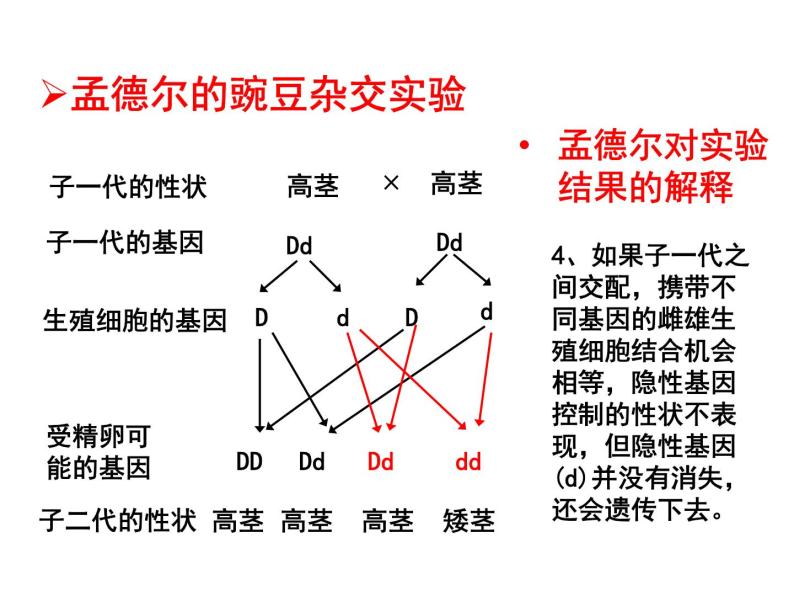 生物八年级下册第三节 基因的显性和隐性教学课件ppt-教习网|课件下载