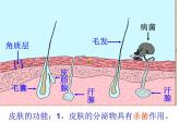 （新人教版）八年级生物下册8.1.2《免疫与计划免疫》教学课件