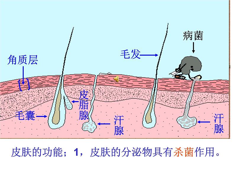 （新人教版）八年级生物下册8.1.2《免疫与计划免疫》教学课件第3页