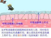 （新人教版）八年级生物下册8.1.2《免疫与计划免疫》教学课件