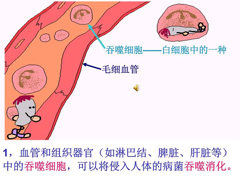 （新人教版）八年级生物下册8.1.2《免疫与计划免疫》教学课件第7页