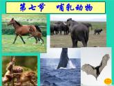 （新人教版）八年级生物上册第一章第七节哺乳动物课件