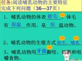 （新人教版）八年级生物上册第一章第七节哺乳动物课件