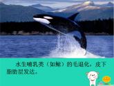 （新人教版）八年级生物上册第一章第七节哺乳动物课件