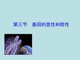 （新人教版）八年级下册第三节基因的显性和隐性教学课件（生物）