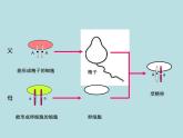 （新人教版）八年级下册第三节基因的显性和隐性教学课件（生物）
