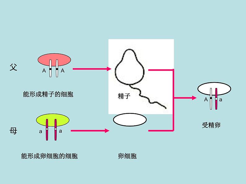 （新人教版）八年级下册第三节基因的显性和隐性教学课件（生物）第2页