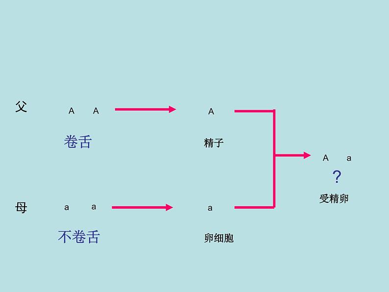 （新人教版）八年级下册第三节基因的显性和隐性教学课件（生物）第3页