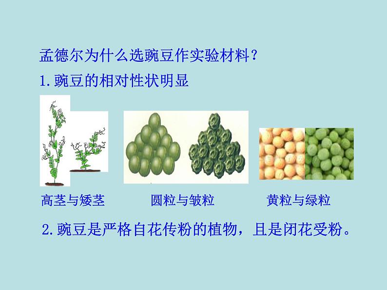 （新人教版）八年级下册第三节基因的显性和隐性教学课件（生物）第6页