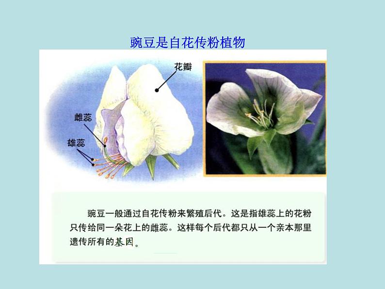 （新人教版）八年级下册第三节基因的显性和隐性教学课件（生物）第7页