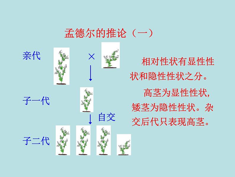 （新人教版）八年级下册第三节基因的显性和隐性教学课件（生物）第8页