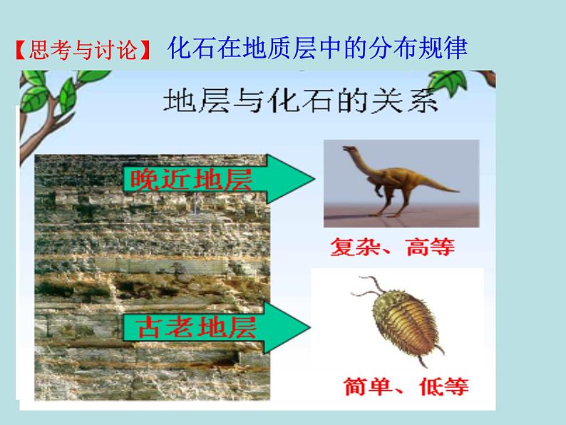 （新人教版）八年级下册第三章生命起源和生物进化第二节生物进化的历程教学课件（生物）第7页