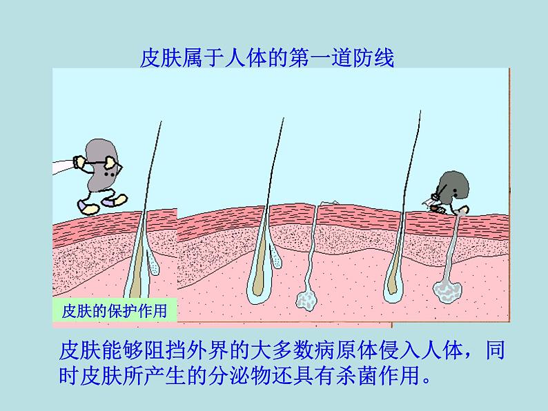 （新人教版）八年级下册第一章传染病和免疫第二节免疫与计划免疫（一）教学课件（生物）第6页