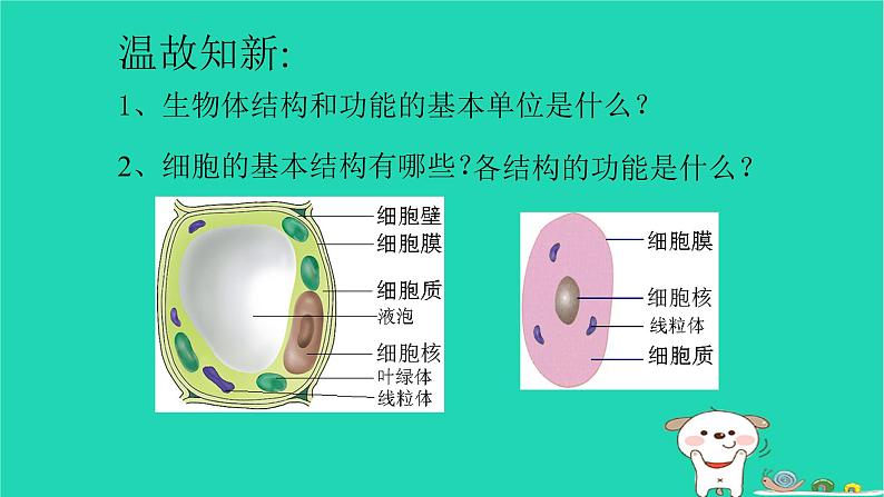 （新人教版）七年级生物上册2.2.1细胞通过分裂产生新细胞课件第2页