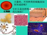 （新人教版）七年级生物上册2.2.1细胞通过分裂产生新细胞课件(1)