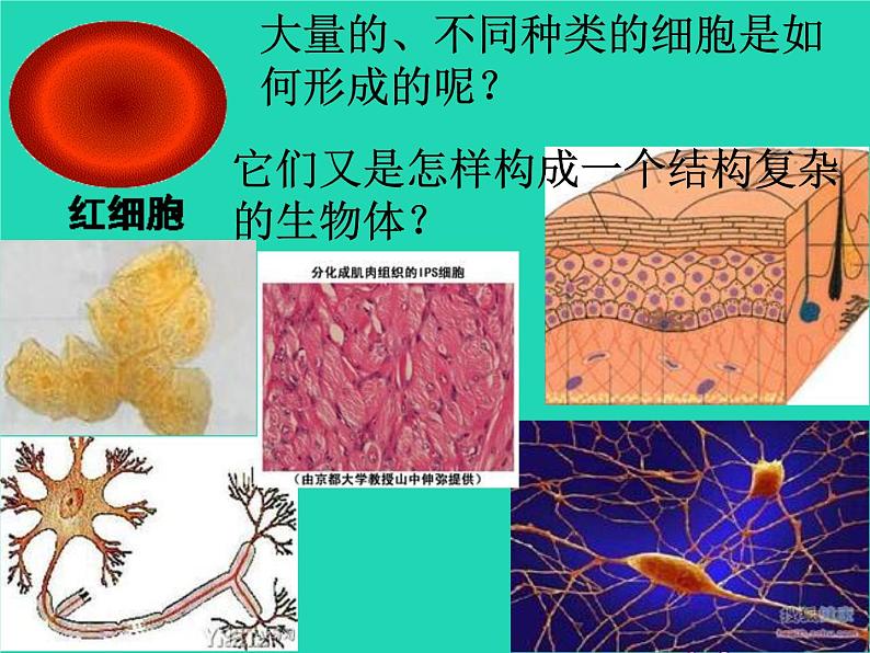 （新人教版）七年级生物上册2.2.1细胞通过分裂产生新细胞课件(1)第2页