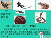 （新人教版）七年级生物上册2.2.1细胞通过分裂产生新细胞课件(1)