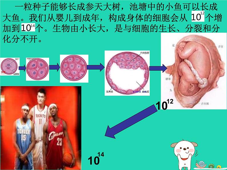 （新人教版）七年级生物上册2.2.1细胞通过分裂产生新细胞课件(1)第4页