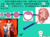 （新人教版）七年级生物上册2.2.1细胞通过分裂产生新细胞课件(1)