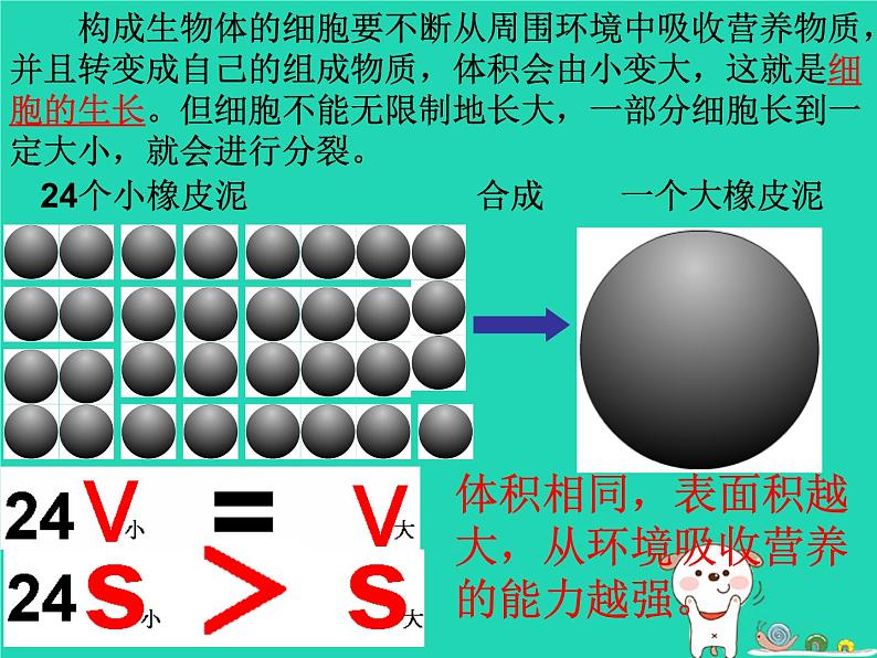 （新人教版）七年级生物上册2.2.1细胞通过分裂产生新细胞课件(1)第5页