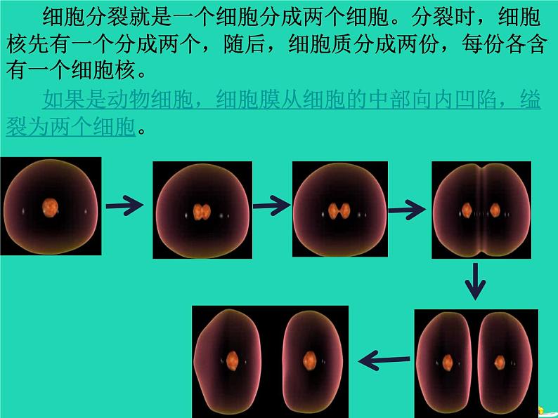 （新人教版）七年级生物上册2.2.1细胞通过分裂产生新细胞课件(1)第6页