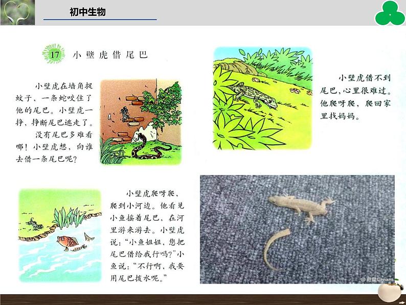 （新人教版）七年级生物上册第二单元细胞通过分裂产生新细胞教学课件第2页