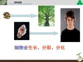 （新人教版）七年级生物上册第二单元细胞通过分裂产生新细胞教学课件