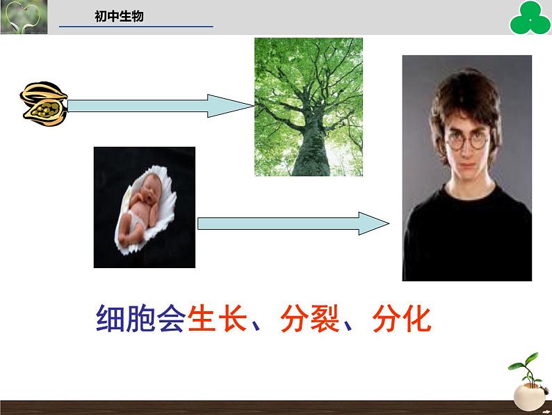 （新人教版）七年级生物上册第二单元细胞通过分裂产生新细胞教学课件第3页