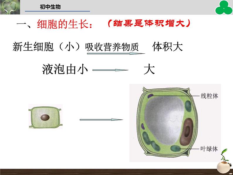 （新人教版）七年级生物上册第二单元细胞通过分裂产生新细胞教学课件第4页