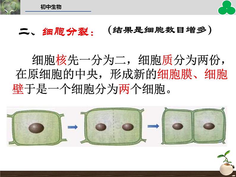 （新人教版）七年级生物上册第二单元细胞通过分裂产生新细胞教学课件第7页