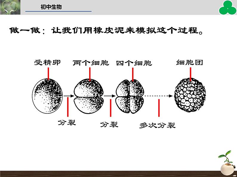 （新人教版）七年级生物上册第二单元细胞通过分裂产生新细胞教学课件第8页