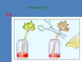 （新人教版）七年级生物上册第三单元第三章绿色植物与生物圈的水循环课件
