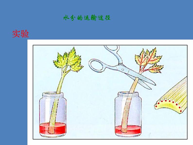 （新人教版）七年级生物上册第三单元第三章绿色植物与生物圈的水循环课件04