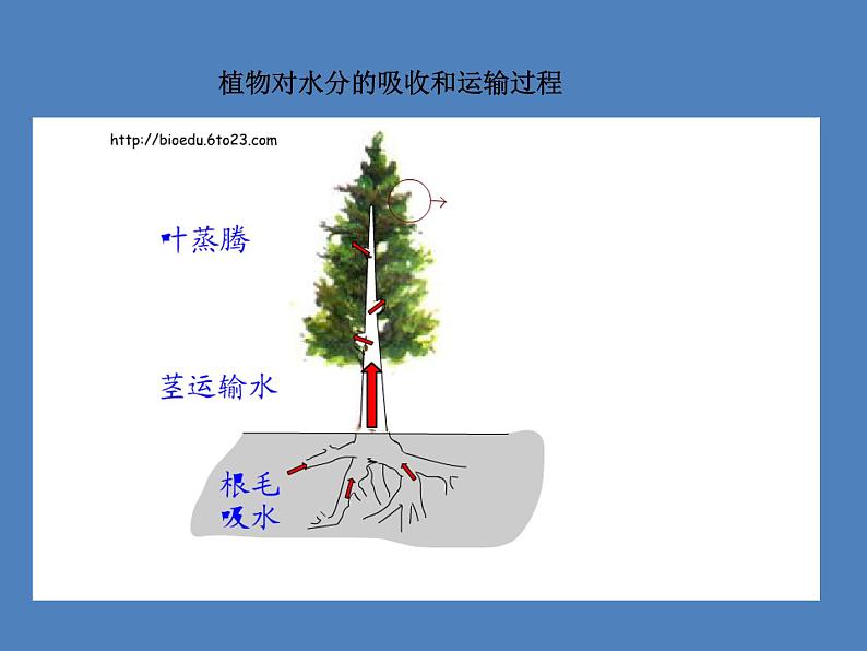 （新人教版）七年级生物上册第三单元第三章绿色植物与生物圈的水循环课件06