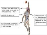 第六章第二节 神经系统的组成课件PPT