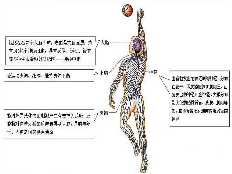 第六章第二节 神经系统的组成课件PPT第3页