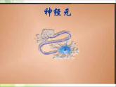 第六章第二节 神经系统的组成课件PPT