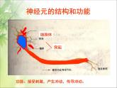 第六章第二节 神经系统的组成课件PPT