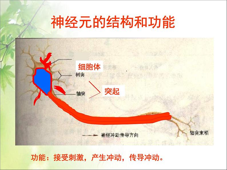 第六章第二节 神经系统的组成课件PPT第5页