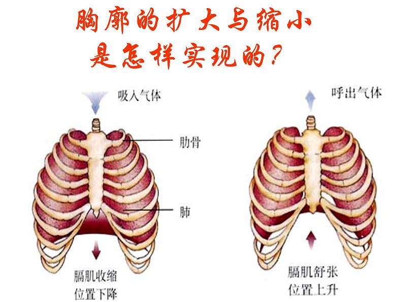 第三章第二节_发生在肺内的气体交换课件PPT05