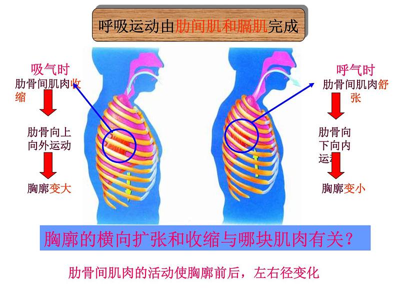 第三章第二节_发生在肺内的气体交换课件PPT08