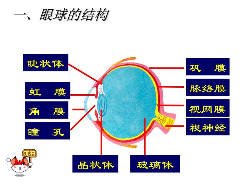 4.6.1人体对外界环境的感知课件第3页